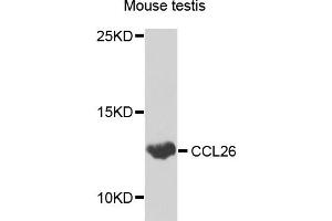 Western blot analysis of extracts of various cells, using CCL26 antibody.