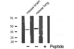 Western blot analysis of Caspase 4 expression in mouse brain and lung. (Caspase 4 抗体  (Internal Region))