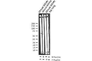 Western blot analysis of Phospho-Cyclin B1 (Ser147) expression in various lysates (Cyclin B1 抗体  (pSer147))