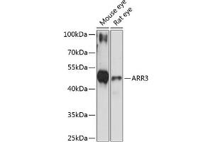 Western blot analysis of extracts of various cell lines, using  antibody (ABIN6131237, ABIN6137133, ABIN6137134 and ABIN6216833) at 1:3000 dilution. (ARR3 抗体  (AA 1-260))