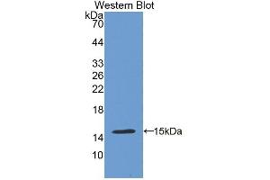 Detection of Recombinant CDHH, Human using Polyclonal Antibody to Cadherin, Heart (CDHH) (Cadherin 13 抗体  (AA 23-133))