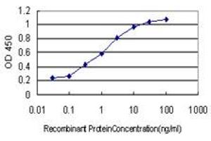 Detection limit for recombinant GST tagged ARRB2 is approximately 0. (Arrestin 3 抗体  (AA 300-409))