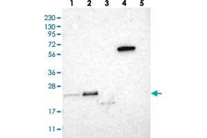 Western blot analysis of Lane 1: RT-4, Lane 2: U-251 MG, Lane 3: Human Plasma, Lane 4: Liver, Lane 5: Tonsil with TEX261 polyclonal antibody  at 1:250-1:500 dilution. (TEX261 抗体)