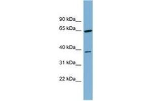 Image no. 1 for anti-Carbohydrate Kinase Domain Containing (Carkd) (AA 251-300) antibody (ABIN6744832) (Carkd 抗体  (AA 251-300))