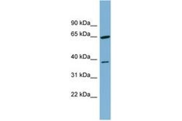 Carkd antibody  (AA 251-300)