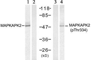 Western blot analysis of extract from HeLa cells treated with UV (20min), using MAPKAPK-2 (Ab-334) antibody (E021308, Lane 1 and 2) and MAPKAPK-2 (Phospho-Thr334) antibody (E011308, Lane 3 and 4). (MAPKAP Kinase 2 抗体)