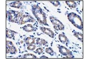 Immunohistochemistry of Noxa in human stomach tissue with this product at 1 μg/ml. (NOXA 抗体  (N-Term))