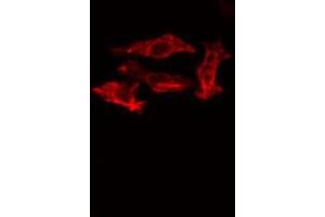 ABIN6273508 staining Hela cells by IF/ICC. (GZMK 抗体  (Internal Region))