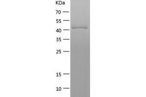 Western Blotting (WB) image for Cyclin A2 (CCNA2) (AA 1-432) protein (His-IF2DI Tag) (ABIN7122520)