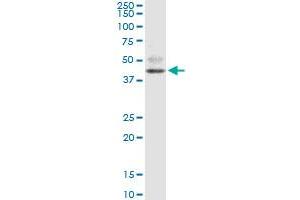 FOXF2 monoclonal antibody (M08), clone 3D11. (FOXF2 抗体  (AA 346-443))