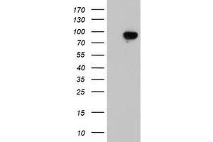 Western Blotting (WB) image for anti-Leucine Rich Repeat Containing 50 (LRRC50) antibody (ABIN1499208) (LRRC50 抗体)
