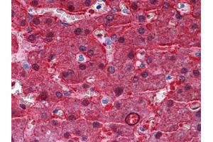 Immunohistochemical analysis of paraffin-embedded human Liver tissues using BHMT antibody (BHMT 抗体)