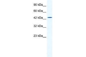 WB Suggested Anti-DMRTB1 Antibody Titration:  2. (DMRTB1 抗体  (Middle Region))