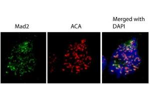 Immunofluorescence (IF) image for anti-MAD2 Mitotic Arrest Deficient-Like 1 (Yeast) (MAD2L1) (C-Term) antibody (ABIN2855897)