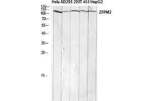 Western Blot (WB) analysis of HeLa AD293 293T 453 HepG2 lysis using ZFPM2 antibody. (ZFPM2 抗体)