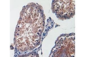 IHC-P analysis of testis tissue, with DAB staining. (CXCL1 抗体  (AA 25-96))