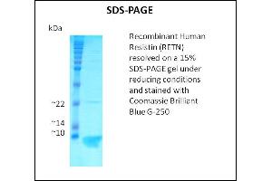SDS-PAGE (SDS) image for Resistin (RETN) (Active) protein (ABIN5509386) (Resistin Protein (RETN))