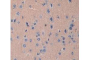 IHC-P analysis of Mouse Tissue, with DAB staining. (TUBB1 抗体  (AA 182-437))