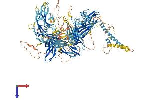 NPHP4 Protein (AA 1-1426) (His tag)