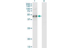Western Blot analysis of GRINL1A expression in transfected 293T cell line by GRINL1A monoclonal antibody (M04), clone 2E4. (POLR2M 抗体  (AA 269-368))