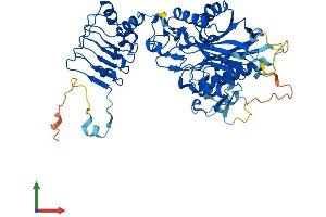 Protein Structure (PS) image for CCR4-NOT Transcription Complex, Subunit 6-Like (CNOT6L) (AA 1-555) protein (His tag) (ABIN7553527)