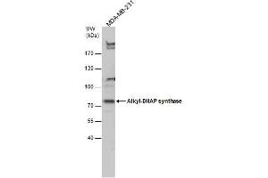 WB Image Alkyl-DHAP synthase antibody detects Alkyl-DHAP synthase protein by Western blot analysis. (AGPS 抗体)