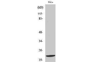 Western Blotting (WB) image for anti-DIRAS Family, GTP-Binding RAS-Like 1 (DIRAS1) (C-Term) antibody (ABIN3174765) (DIRAS1 抗体  (C-Term))