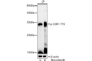 Western blot analysis of extracts of C6 cells, using Phospho-CDK1-T15 antibody (ABIN3019442, ABIN3019443, ABIN3019444 and ABIN6225371) at 1:1000 dilution. (CDK1 抗体  (pTyr15))