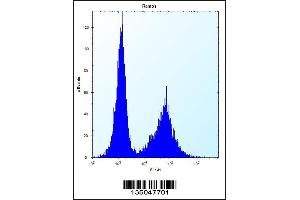 Flow cytometric analysis of Ramos cells (right histogram) compared to a negative control cell (left histogram). (NDN 抗体  (N-Term))