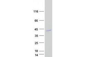 Western Blotting (WB) image for Adenosylmethionine Decarboxylase 1 (AMD1) (Transcript Variant 1) protein (Myc-DYKDDDDK Tag) (ABIN2714650)