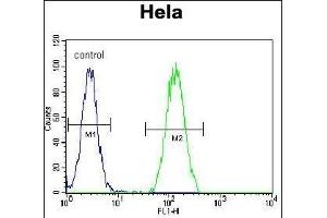 B Antibody (Center) (ABIN657779 and ABIN2846753) flow cytometric analysis of Hela cells (right histogram) compared to a negative control cell (left histogram). (BMP2 抗体  (AA 260-289))