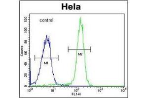 Flow cytometric analysis of Hela cells using FAM40A Antibody  (right histogram) compared to a negative control cell (left histogram). (STRIP1 抗体  (Middle Region))