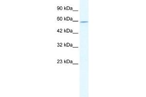 WB Suggested Anti-DDX47 Antibody Titration:  2. (DDX47 抗体  (N-Term))