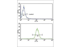 Flow Cytometry (FACS) image for anti-ATP-Binding Cassette, Sub-Family G (WHITE), Member 1 (ABCG1) antibody (ABIN3002669) (ABCG1 抗体)