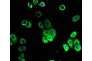 Immunofluorescent analysis of A431 cells using ABIN7156048 at dilution of 1:100 and Alexa Fluor 488-congugated AffiniPure Goat Anti-Rabbit IgG(H+L) (SLC1A2 抗体  (AA 306-348))