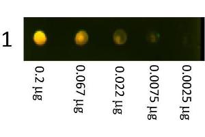 Dot Blot (DB) image for Goat anti-Rabbit IgG (Heavy & Light Chain) antibody (Texas Red (TR)) - Preadsorbed (ABIN101991)