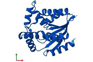 AlphaFold protein structure predicition of Human Recombinant CMPK1 Protein, UniprotID P30085