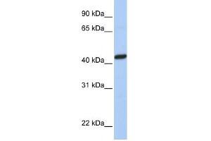 WB Suggested Anti-PEX10 Antibody Titration:  0. (PEX10 抗体  (C-Term))