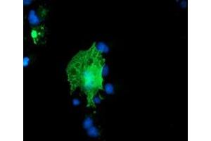 Anti-ARCN1 mouse monoclonal antibody (ABIN2455570) immunofluorescent staining of COS7 cells transiently transfected by pCMV6-ENTRY ARCN1 (RC210778). (ARCN1 抗体)