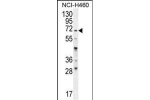 FUT4 Antibody (C-term) (ABIN656005 and ABIN2845382) western blot analysis in NCI- cell line lysates (35 μg/lane). (CD15 抗体  (C-Term))