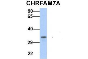 Host:  Rabbit  Target Name:  CHRFAM7A  Sample Type:  721_B  Antibody Dilution:  1. (CHRFAM7A 抗体  (Middle Region))