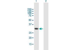 Western Blot analysis of TOMM34 expression in transfected 293T cell line by TOMM34 MaxPab polyclonal antibody. (TOMM34 抗体  (AA 1-309))