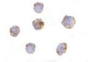 Immunocytochemistry of GITRL in THP-1 cells with AP30365PU-N GITRL antibody at 10 μg/ml. (TNFSF18 抗体)
