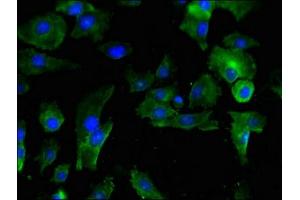 Immunofluorescent analysis of U251 cells using ABIN7163532 at dilution of 1:100 and Alexa Fluor 488-congugated AffiniPure Goat Anti-Rabbit IgG(H+L) (PAI1 抗体  (AA 24-398))