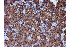 Image no. 7 for anti-Protein Disulfide Isomerase Family A, Member 4 (PDIA4) antibody (ABIN1500110) (PDIA4 抗体)