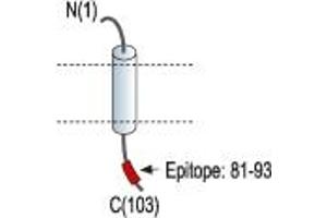 Representative domain view of the target of ABIN7581905.