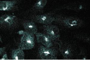 Immunofluorescence staining of human endothelial cells. (GGA2 抗体  (AA 334-445))