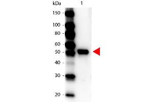 Western Blot of Peroxidase conjugated Rabbit anti-Carboxypeptidase Y Antibody. (CPY 抗体  (HRP))