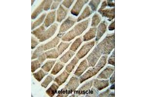 GPAA1 antibody (N-term) immunohistochemistry analysis in formalin fixed and paraffin embedded human skeletal muscle followed by peroxidase conjugation of the secondary antibody and DAB staining. (GPAA1 抗体  (N-Term))