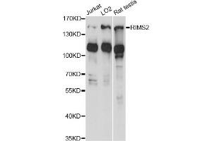 Western blot analysis of extracts of various cell lines, using RIMS2 antibody (ABIN6290875) at 1:1000 dilution. (RIMS2 抗体)